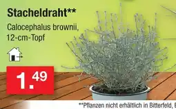Zimmermann Stacheldraht Angebot