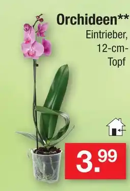 Zimmermann Orchideen Angebot