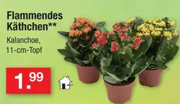 Zimmermann Flammendes käthchen Angebot