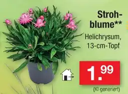 Zimmermann Strohblume Angebot