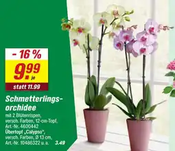 toom Baumarkt Schmetterlingsorchidee Angebot