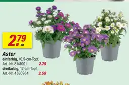 toom Baumarkt Aster einfarbig Angebot