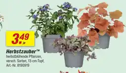 toom Baumarkt Herbstzauber Angebot