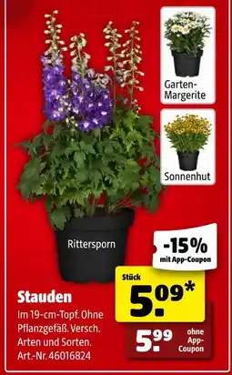 Hagebau Stauden Angebot