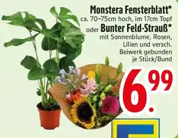 Edeka Monstera Fensterblatt oder Bunter Feld-Strauß Angebot
