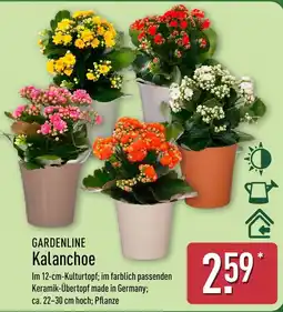 Aldi Nord GARDENLINE Kalanchoe Angebot