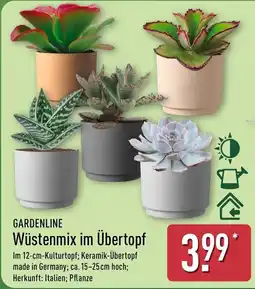 Aldi Nord GARDENLINE Wüstenmix im Übertopf Angebot