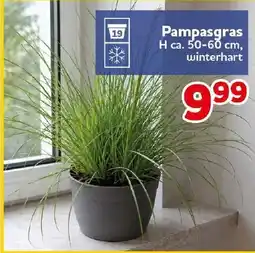 CENTERSHOP Pampasgras Angebot