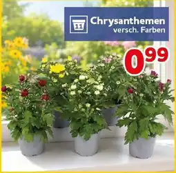 CENTERSHOP Chrysanthemen Angebot