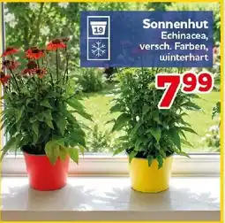 CENTERSHOP Sonnenhut Echinacea Angebot