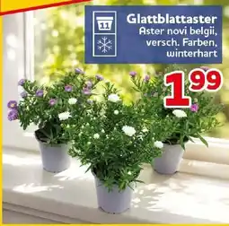 CENTERSHOP Glattblattaster Aster novi belgii Angebot