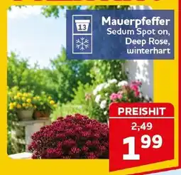 CENTERSHOP Mauerpffeffer Sedum Spot on, Deep Rose Angebot