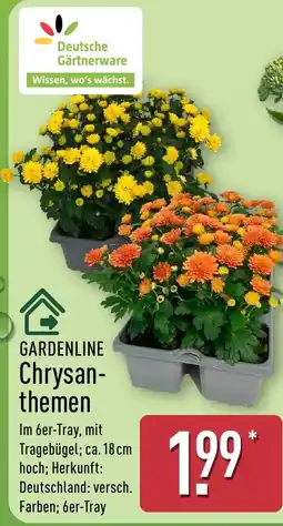 Aldi Nord GARDENLINE Chrysanthemen Angebot