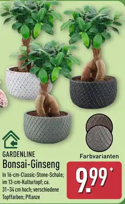 Aldi Nord GARDENLINE Bonsai-Ginseng Angebot