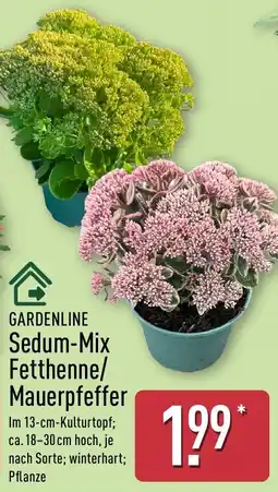 Aldi Nord GARDENLINE Sedum-Mix Angebot