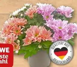 REWE Center Rewe Beste Wahl Chrysantheme Duo Angebot