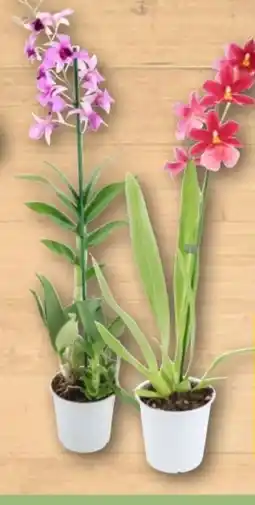 REWE Center Rewe Beste Wahl Orchideen Angebot