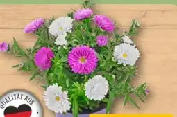 REWE Center Aster Duo Angebot