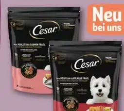 REWE Center Cesar Hundetrockenfutter Angebot