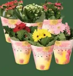 E-Center Kalanchoe Calendiva Angebot