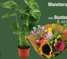 E-Center Fensterblatt Monstera Angebot
