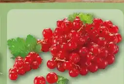 REWE Center Rote Johannisbeeren Angebot
