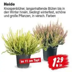 Repo Markt Heide Angebot