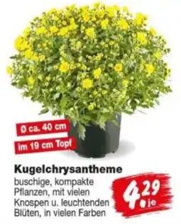 Repo Markt Kugelchrysantheme Angebot