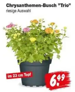 Repo Markt Chrysanthemen-Busch "Trio" Angebot
