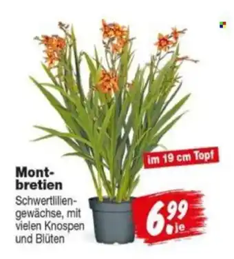 Repo Markt Mont-bretien Schwertlilien-gewächse Angebot