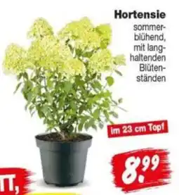 Repo Markt Hortensie Angebot