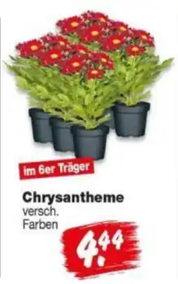 Repo Markt Chrysantheme Angebot