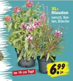 Repo Markt XL-Stauden Angebot