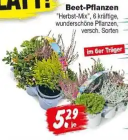 Repo Markt Beet-Pflanzen "Herbst-Mix" Angebot