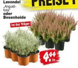 Repo Markt Lavendel "Angustifolia" oder Besenheide Angebot