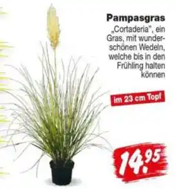 Repo Markt Pampasgras "Cortaderia" Angebot