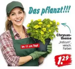 Repo Markt Chrysantheme "Indicum" Angebot