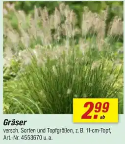 toom Baumarkt Gräser Angebot