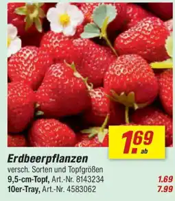 toom Baumarkt Erdbeerpflanzen Angebot