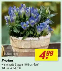 toom Baumarkt Enzian Angebot