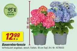 toom Baumarkt Bauernhortensie Angebot