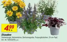 toom Baumarkt Stauden Angebot