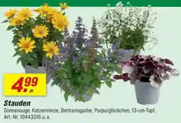 toom Baumarkt Stauden Angebot