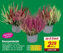 toom Baumarkt Garden Girls Knospenheide Angebot