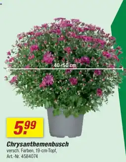 toom Baumarkt Chrysanthemenbusch Angebot