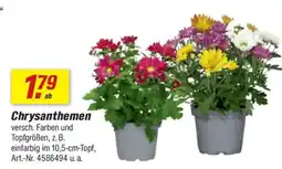 toom Baumarkt Chrysanthemen Angebot