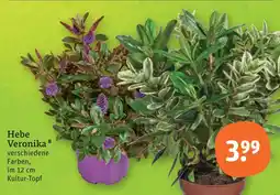 tegut Hebe veronika Angebot