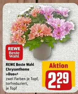 nahkauf Rewe beste wahl chrysantheme duo Angebot