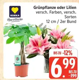 Marktkauf Edeka herzstücke grünpflanze Angebot