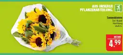 Marktkauf Sonnenblumen Angebot